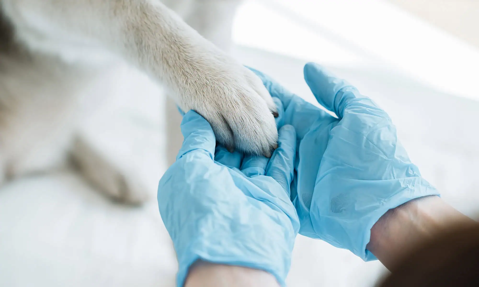 Veterinarian with a glove on holding a dog paw Veterinarian with a glove on holding a dog paw